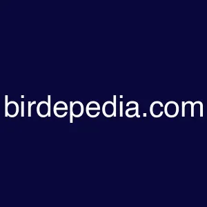 Birdepedia.com